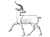 Roe or Gazelle (Antilope dorcas) - Assyrian sculture